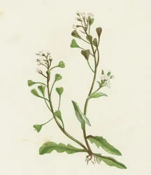 Herderstasje, Capsella Bursa-pastoris